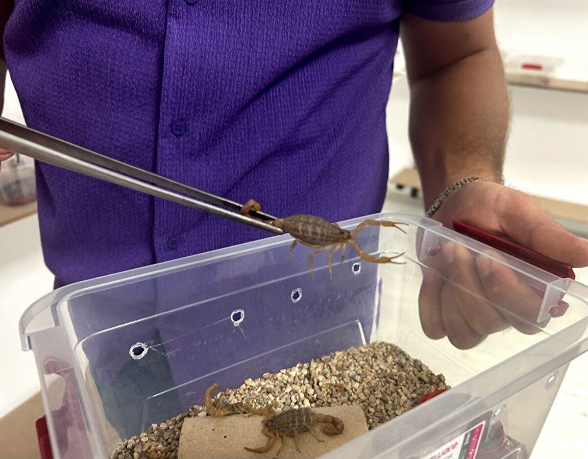 Kuşadası’nın Güzelçamlı Mahallesi’nde yaşayan 27 yaşındaki iş adamı Hakan Ören, 3 yıl önce internette Türkiye’deki akrep türlerini araştırmaya başladı.