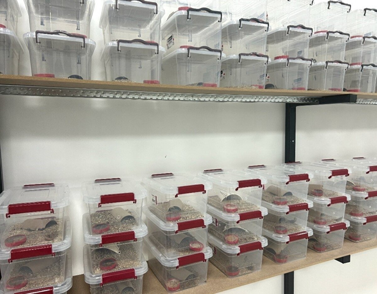 "Kanser ilaçlarının etken maddesi"<br><br>Güzelçamlı’daki çiftlikte Güneydoğu Anadolu Bölgesi’nde yaygın olarak görülen ve ‘kara akrep’ olarak bilinen türü de yetiştirdiklerini belirten Hakan Ören, "Şu an bizim ilk amacımız sarı akreplerimizi çoğaltmak. Çünkü bugüne kadar Türkiye’de hiç sarı akrep üzerine üretim çiftliği kurulmadı. Sarı ve kara akrep zehri tıbbi açıdan çok önemli. Kanser hastalığının tedavisinde kullanılan ilaçlarda etken madde olarak karşımıza çıkıyor. 