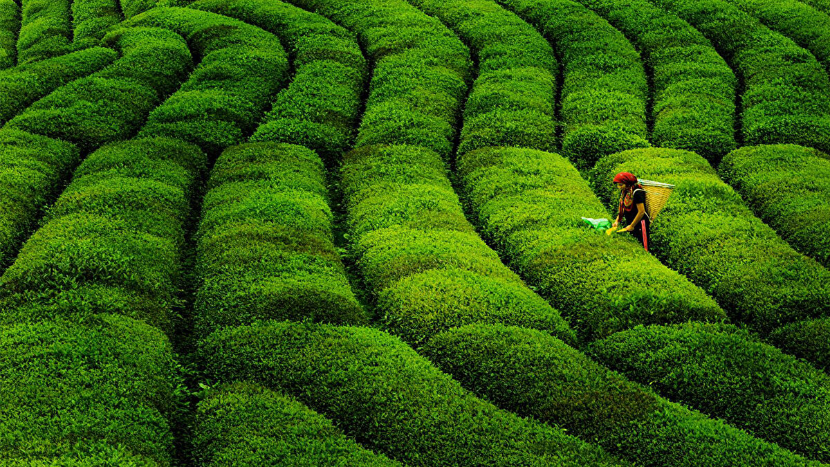 2019’da global kahve ve çay devlerinden Jde Peet’s tarafından satın alınan Of Çay, bu süreçte şirketin Türkiye'deki çay faaliyetlerinin ana üssü olmuştu. Ancak şirket, çay operasyonlarının kârlılığa olan etkisinin negatif seyretmesi nedeniyle bu birimden çıkma kararı aldı.
