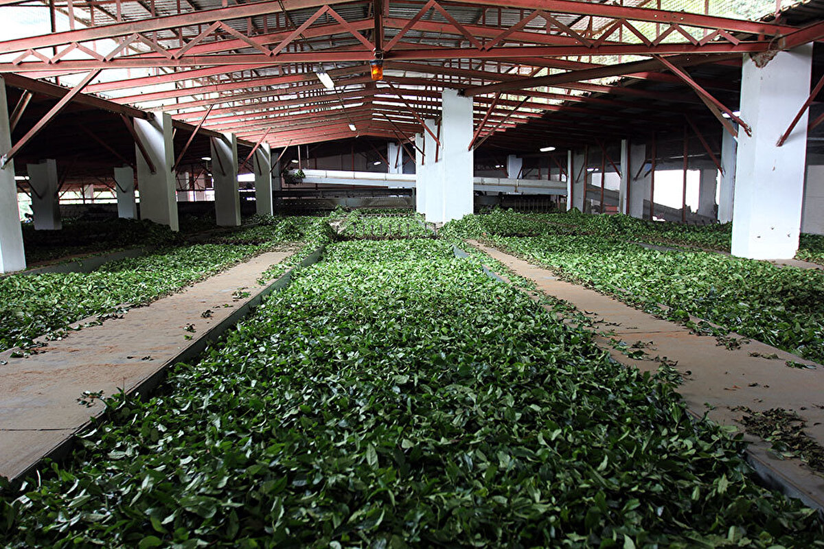 ABD tarifeleri etki yaratmayacak<br><br>ABD’nin son dönemde uygulamaya başladığı ticaret tarifelerinin, Jde Peet’s’in finansal durumuna büyük bir etki yapması beklenmiyor. Şirket, özellikle Mart ayında Avrupa’da yaşanan toparlanmanın olumlu yansıdığını ve kahve fiyatlarındaki %28’lik artışa rağmen yeni fiyat politikaları üzerinde çalışıldığını da bildirdi.