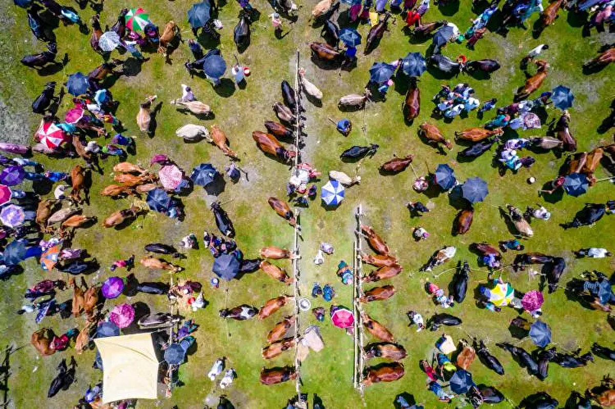 2025 Büyükbaş ve Küçükbaş kurbanlık fiyatları ne kadar?