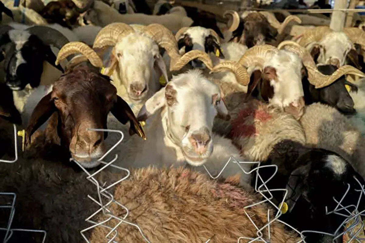 İşte, İllere Göre Kurbanlık Fiyatları