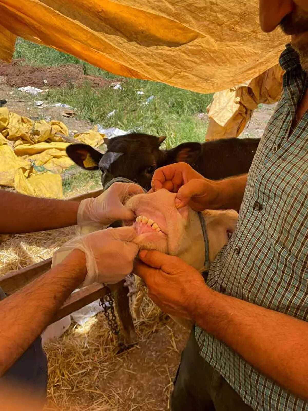 Bu doğrultuda 2025 yılında büyükbaş kurbanlık fiyatlarının 90.000 TL'den, küçükbaş kurban fiyatlarının ise 8.000 TL'den başlaması bekleniyor.