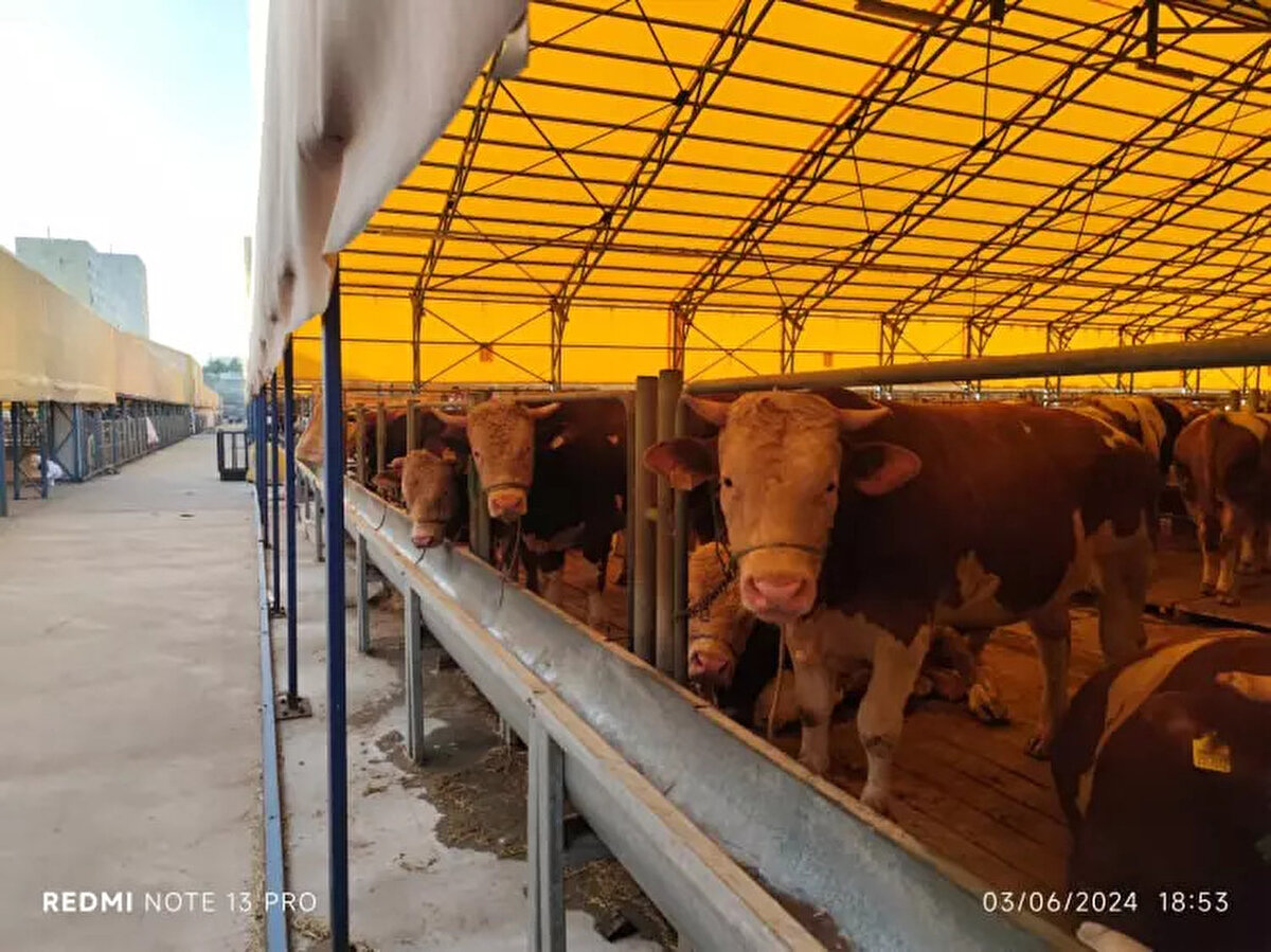 Bursa Kurbanlık Fiyatları: <br><br> <br><br>Büyükbaş: 80.000-220.000 TL<br><br> <br><br>Küçükbaş: 15.000-25.000 TL