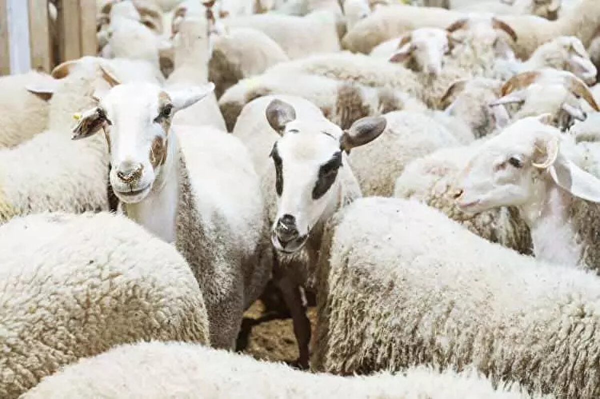 Ziraat Odaları Birliği tarafından yapılan açıklamaya göre il il kurbanlık fiyatlarına ilişkin tahminler ise şu şekilde;<br><br> <br><br>Adana Kurbanlık Fiyatları: <br><br> <br><br>Büyükbaş: 80.000-150.000 TL<br><br> <br><br>Küçükbaş: 9.000-18.000 TL