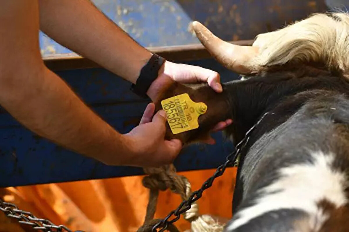 Diyarbakır Kurbanlık Fiyatları: <br><br> <br><br>Büyükbaş: 100.000-180.000 TL<br><br> <br><br>Küçükbaş: 10.000-15.000 TL<br><br>