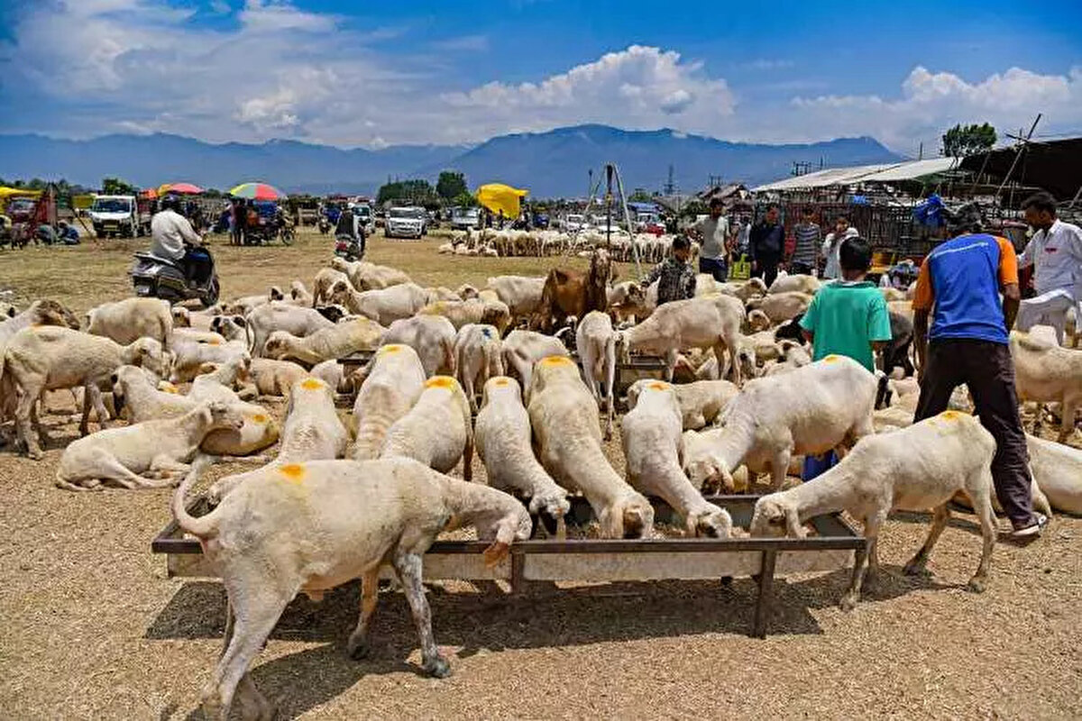 Gaziantep Kurbanlık Fiyatları: <br><br> <br><br>Büyükbaş: 75.000-170.000 TL<br><br> <br><br>Küçükbaş: 10.000-20.000 TL