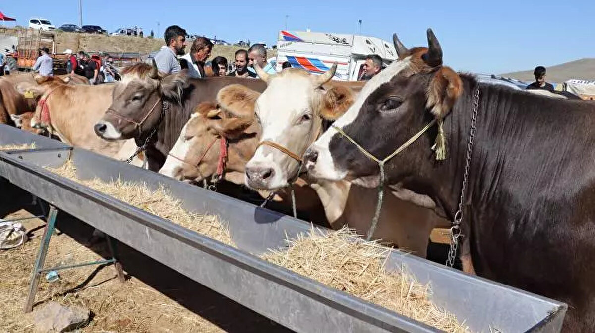 İSTANBUL'DA KURBANLIK FİYATLARI NE KADAR?