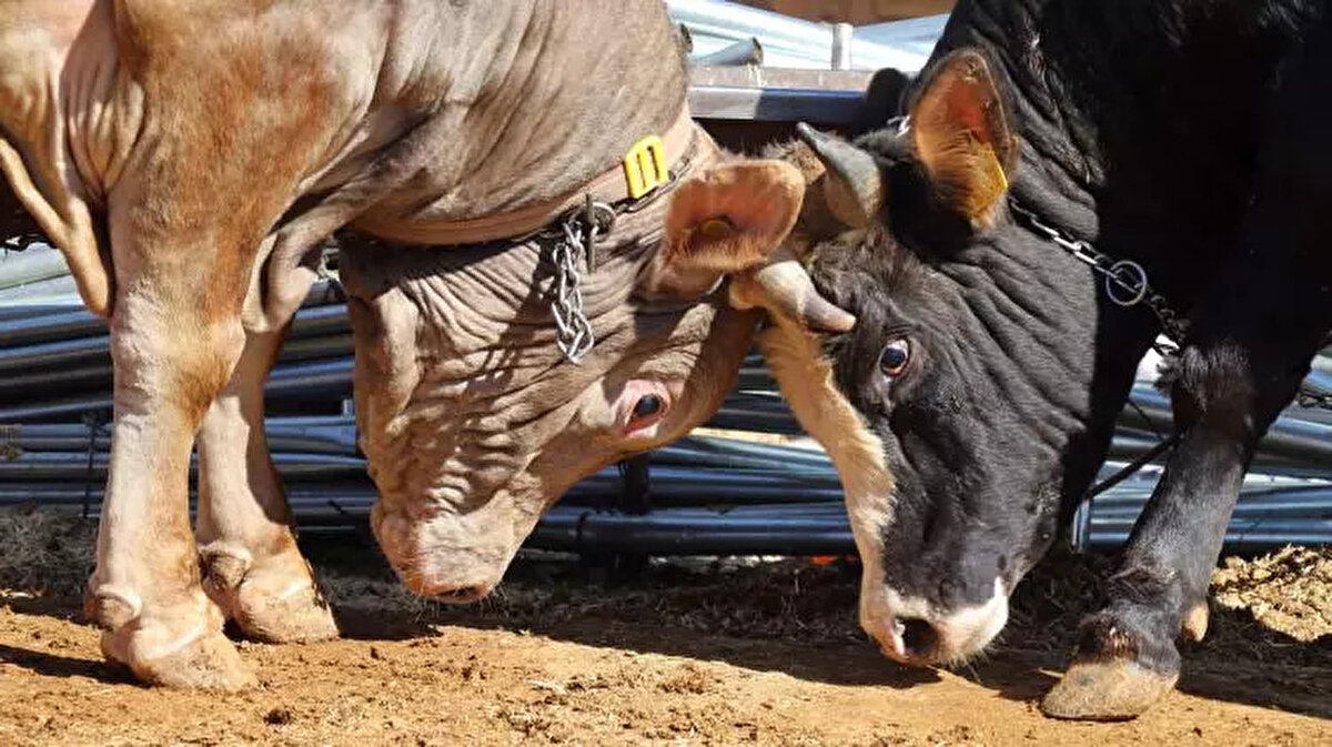 Et ve Süt Kurumu tarafından duyurulan kurbanlık canlı kilogram fiyatlarının ardından illere göre kurbanlık fiyatları da belli olmaya başladı.<br><br> <br><br> <br><br>İstanbul'da bu yıl küçükbaş kurbanlıkların canlı kilogram fiyatının 350 ila 380 TL, büyükbaşta ise 300 ila 400 TL arasında olması bekleniyor. <br><br> <br><br>Bu durumda İstanbul'da küçükbaş kurbanlık fiyatlarının 10 bin ile 25 bin TL arasında, <br><br> <br><br>Büyükbaş kurbanlık fiyatlarının ise 90 ila 250 bin TL arasında olması bekleniyor.