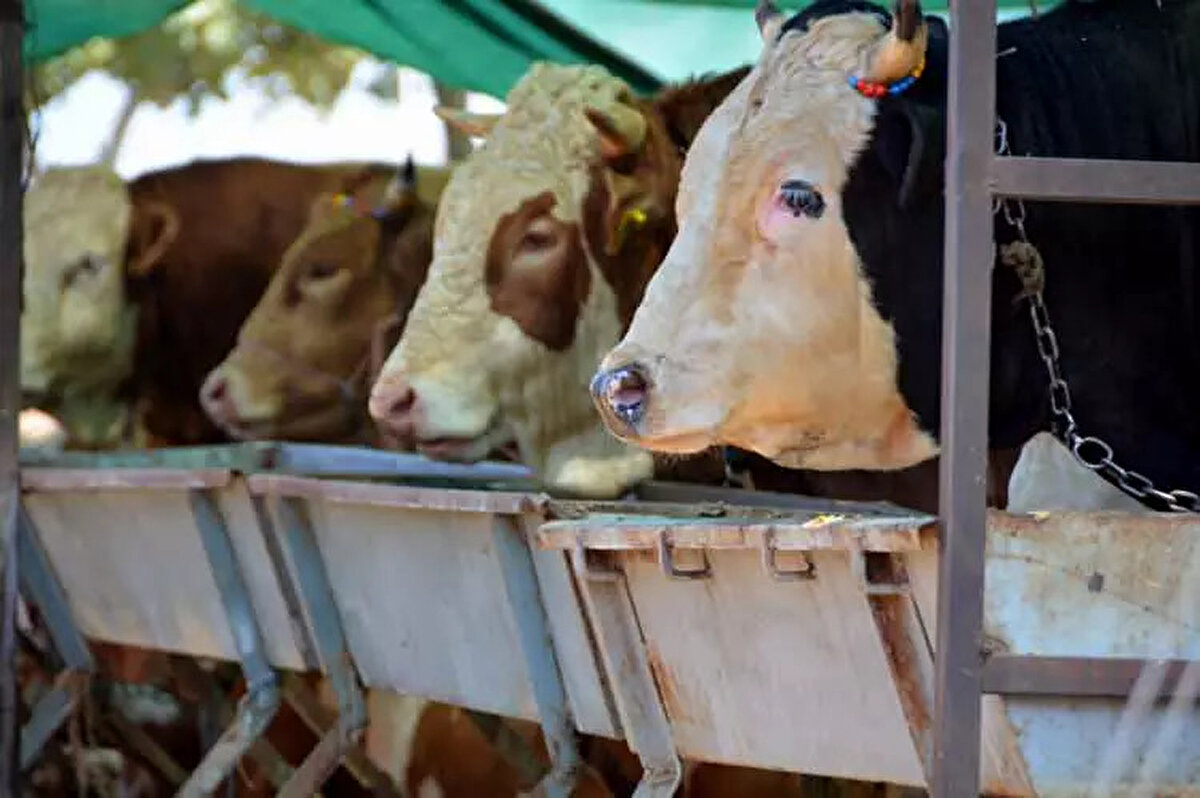 Sığır ve manda ile koyun ve keçinin küpesinin olup olmadığına bakılmalı. <br><br>Çok zayıf, gebe ya da yeni doğum yapmış hayvanlar olmamalı. <br><br>Hayvanın kılları düzgün ve parlak, bakışları ve dış görünümü canlı olmalı. <br><br>Yüksek ateş, salyası ve gözde akıntısı olmamalı.