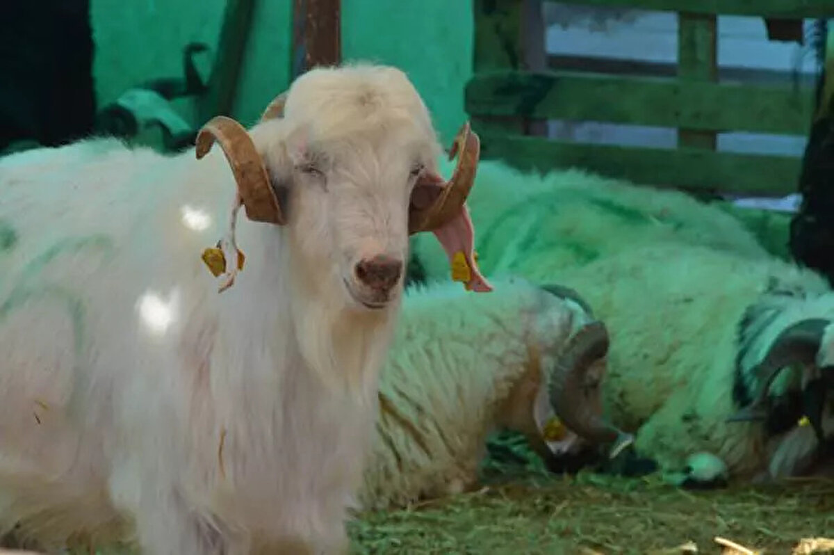 Pis kokulu ishali ve burun akıntısı olmamalı.<br><br>Öksürük ve nefes darlığı yaşamamalı. <br><br>