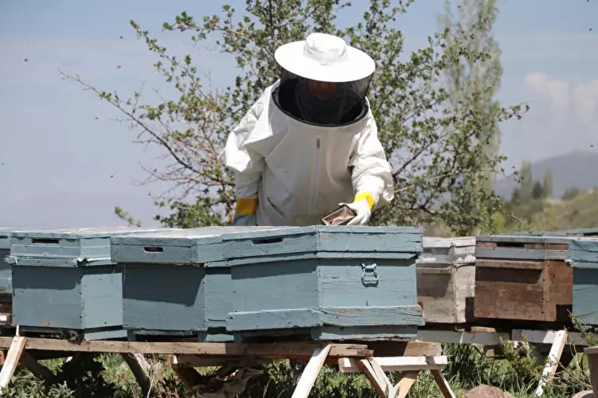 "OTURUP ÜZÜLMEK YERİNE KENDİMİ İŞİME VERDİM"<br><br>Hastalık sürecine değinen Yurdakul, "Evde durunca insan ölümü bekliyormuş gibi hissediyor. Ama arılarımla ilgilenmek hastalığımı çabuk atlatmama yardımcı oldu. Ayrıca bizim buranın çiçek florası çok yüksek. Çiçeklerimizin florası yüksek olduğu için kanser hastalığımdan dolayı endemik türlerin bitkilerinin polenleri daha faydalı. Bunlardan yararlandım. Kemoterapi dönemimde kemoterapinin etkisini atmak için gerçekten de çok faydası oldu. Polenli bal tükettim. Sağlığım açısından da faydası oldu. Psikolojik açıdan da. Oturup kendime üzülmek yerine kendimi işime verdim. Hastalığımı atlatmam daha kolay oldu. Daha tamamen gitmiş değil, durdu hastalığım. İlerlemesi durdu ama şu anda seviyorum arılarımı. Onlarla uğraşıyorum. Vakit geçiriyorum." diye konuştu.  