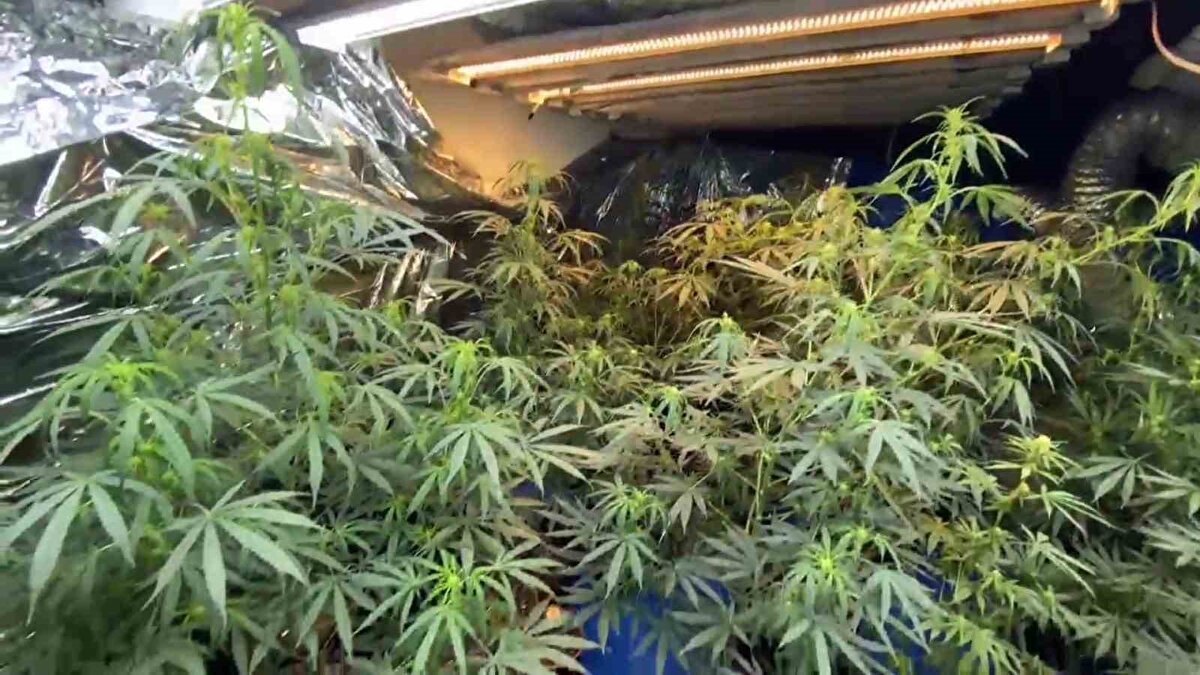 Olay, İlkadım ilçesi İstasyon Mahallesi’nde meydana geldi. Edinilen bilgiye göre, 53 yaşındaki G.G. sosyal medya platformu YouTube’den izlediği içeriklerden esinlenerek, evinin bir odasında özel aydınlatma, karartma perdesi ve havalandırma sistemi kurdu. G.G., saksılarda dişi Hint keneviri yetiştirmeye başladı.