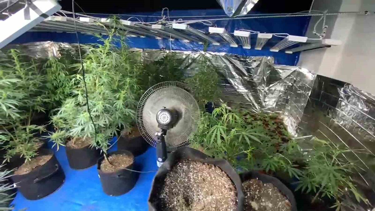 Evde yapılan aramada iklimlendirme sistemi içinde yetiştirilen 127 kök kenevir bitkisi ve 1 kilo 145 gram kubar esrar ele geçirildi.