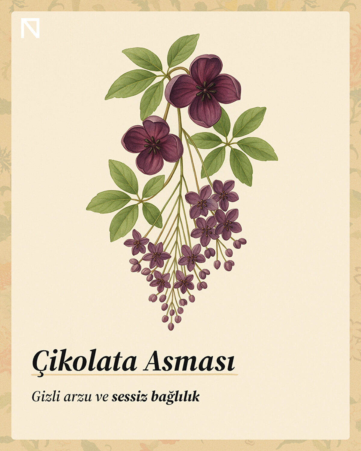 Eski Avrupa’da cadılardan korunmak için dikilirdi