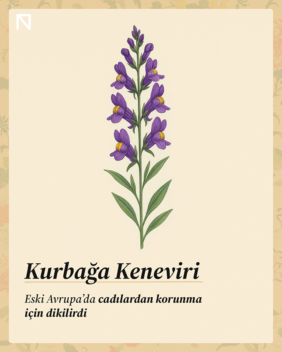 Gizli arzu ve sessiz bağlılık