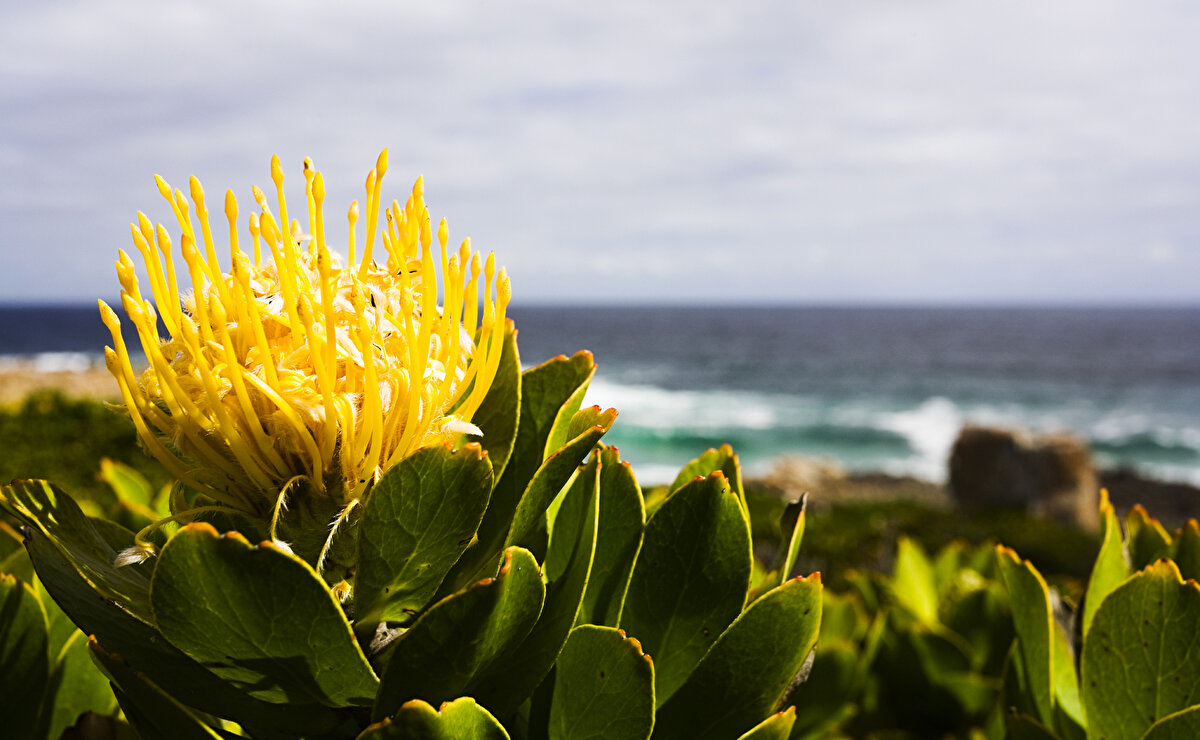 4. 🧑🍳 Güney Afrika'da Deniz Otları Toplama Turu<br>Güney Afrika'nın sahil köylerinde, deniz otları toplama turları giderek daha popüler hale geliyor. Bu turlar, yerel mutfak kültürünü keşfetmek ve sürdürülebilir deniz ürünleri hakkında bilgi edinmek isteyenler için eşsiz bir fırsat sunuyor.
