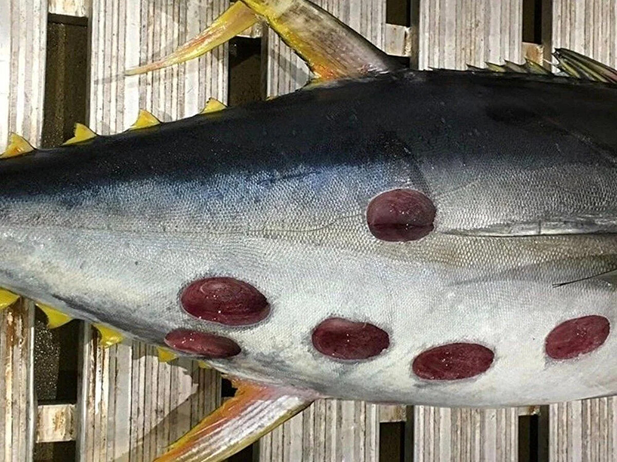 ISIRIĞI 7 CM DERİNLİĞE ULAŞABİLİR<br>Tam olgunlukta, erkeklerde maksimum 42 cm, dişilerde ise 56 cm uzunluğa ulaşır. Başının üzerinde öne doğru yerleşmiş büyük, yeşil, oval gözleri vardır.  Bir Cookiecutter köpekbalığının saldırısı ortalama 5 cm çapında ve 7 cm derinliğinde yuvarlak, krater benzeri bir yara  bırakır.