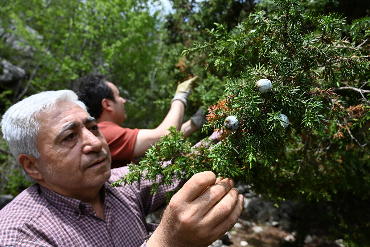 Üstünel, topladığı andız kozalaklarını, atölye olarak da kullandığı evine götürüyor. 