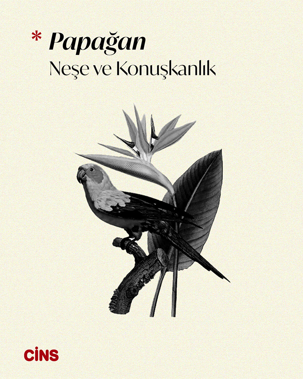 Papağan<br>Neşe ve konuşkanlık 