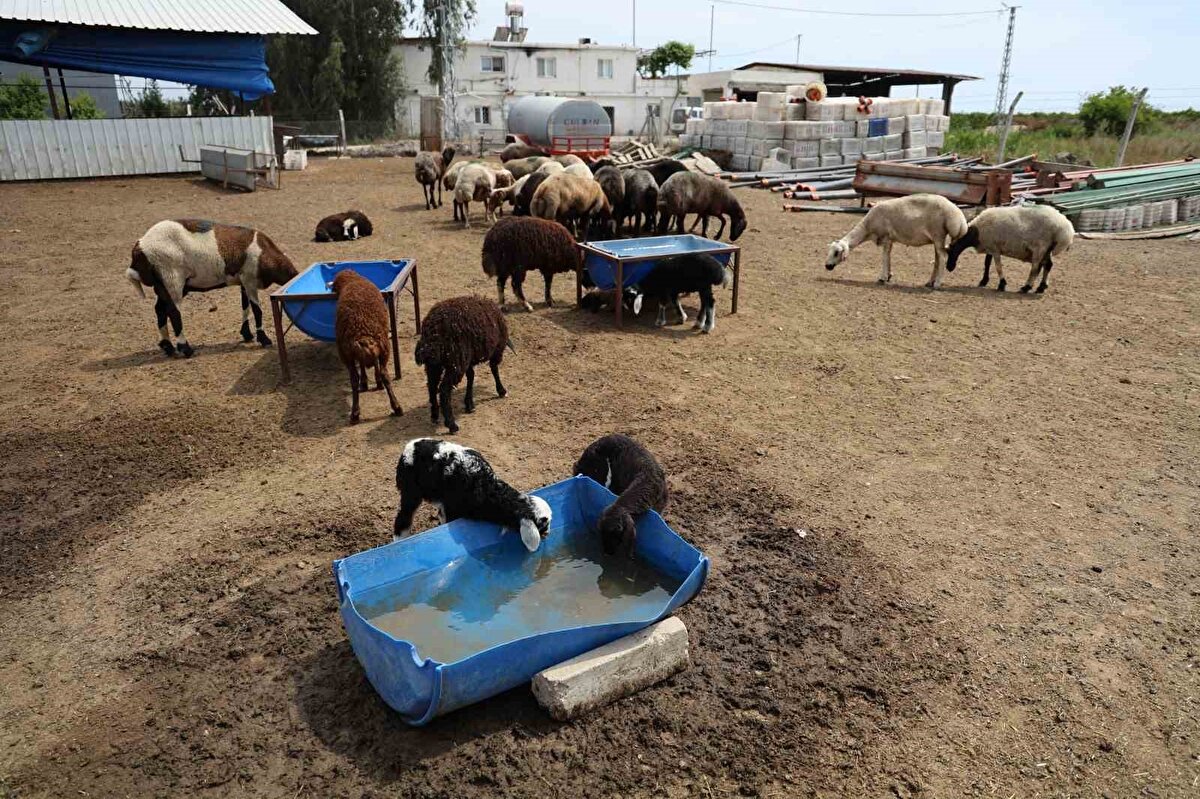 Kuzular annesiz kaldı<br><br>Zehri yiyen hayvanlardan 77 koyun olay yerinde telef oldu. Jandarma ekipleri olayı gerçekleştirenleri yakalamak için çalışma başlattı. 