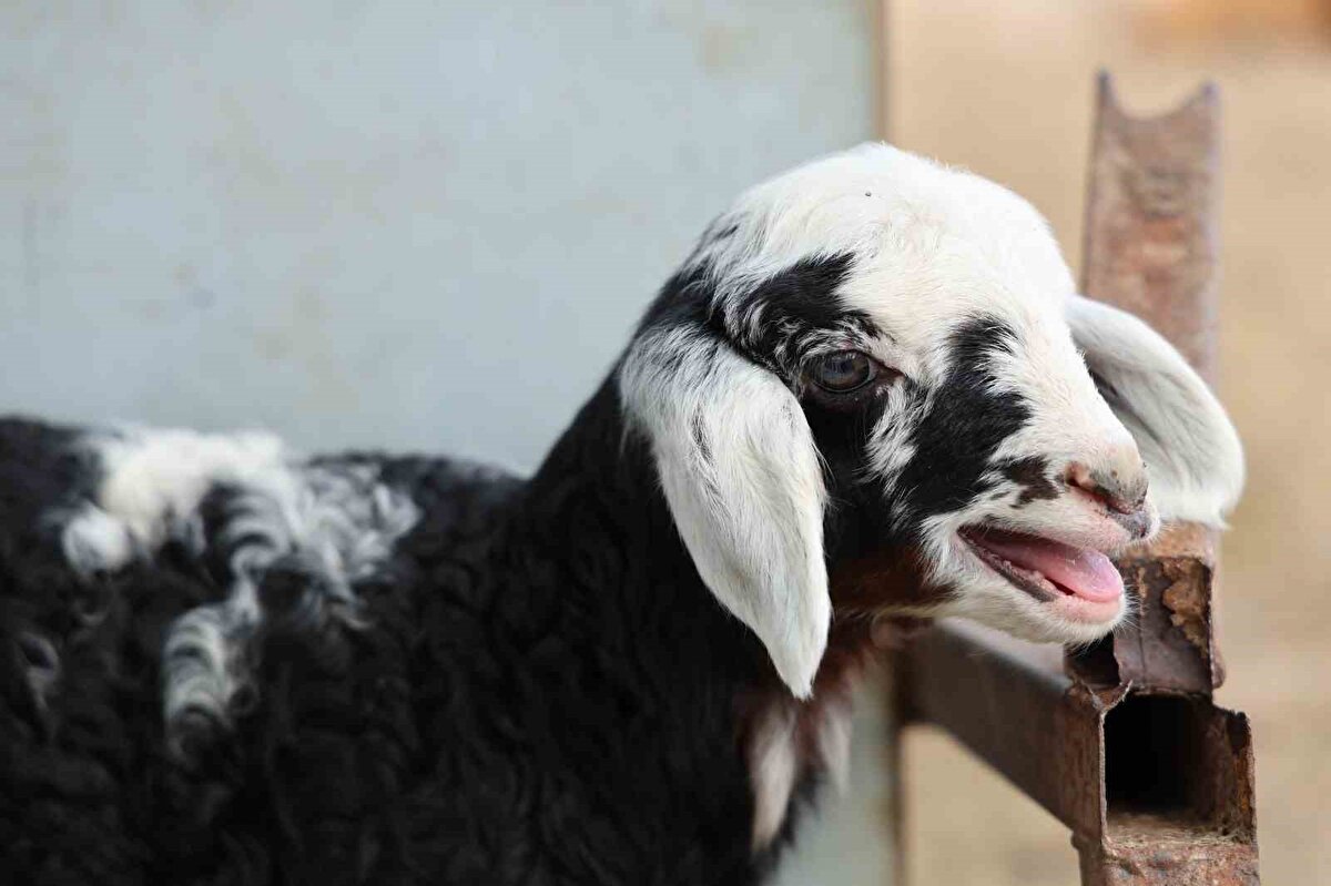 Biz hayvanlarımızı mera arazisine götürmüştük. Otlatmış olduğumuz hayvanlar hep kamufle edilmiş zehirleri yemişler. Mera yoluna da zehirler dökülmüş. Biz o şahsın yaptığını düşünüyoruz. Yakın bir arkadaşı bu şahsın yaptığını söylüyor" diye konuştu.<br>Öte yandan İlçe Jandarma Komutanlığı ekiplerinin olayla ilgili çalışmasını sürdürdüğü bildirildi.