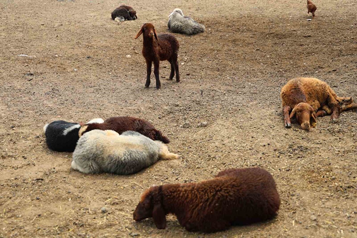 Yaşadıklarını gazetecilere anlatan Çiğner, "Daha önceden arazi sattığım ve bu nedenle husumetli olduğum A.G., geçtiğimiz aylarda 30 kişiyle bize saldırdı. 