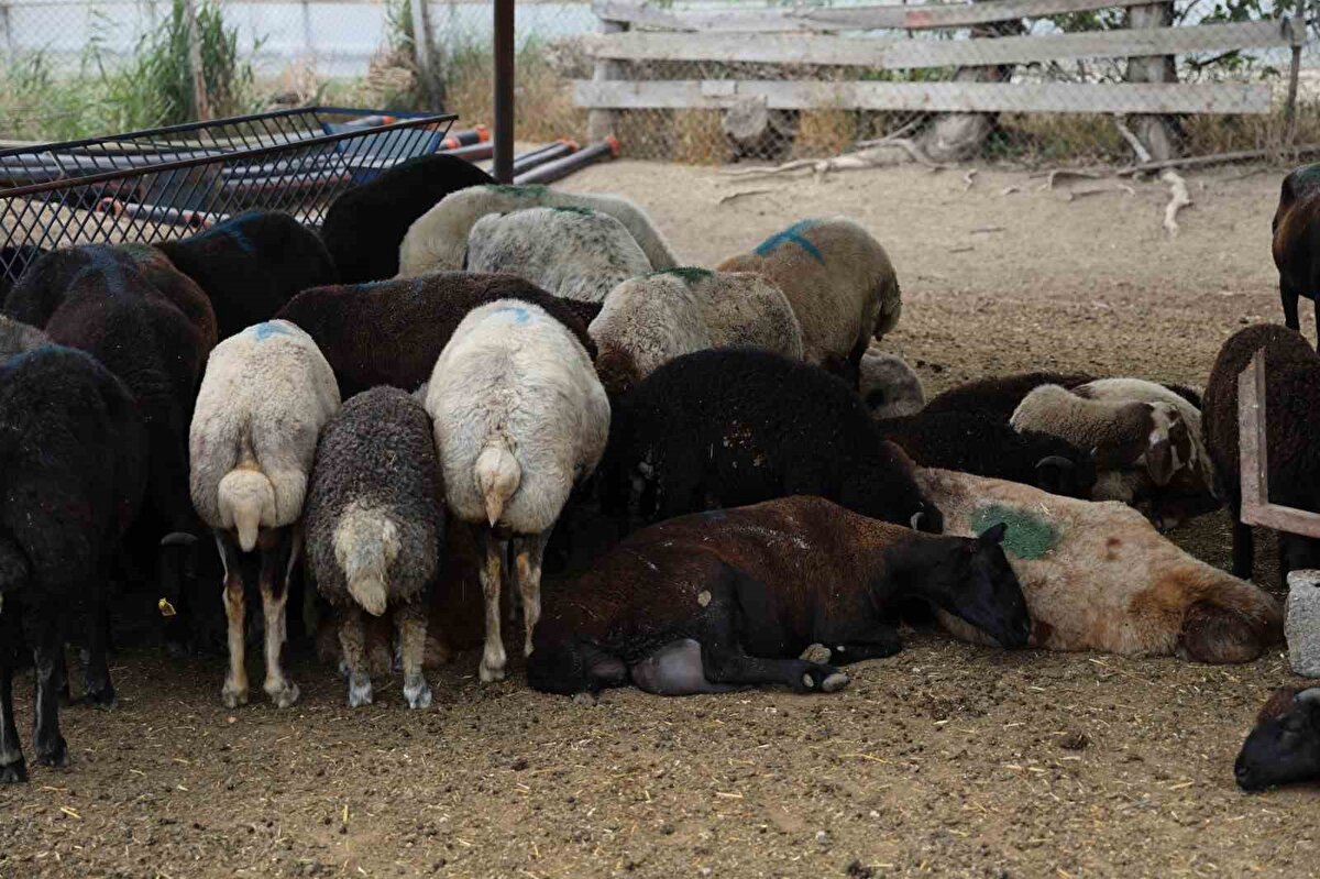 En son yapmış olduğu katliam ise sessiz kalınacak bir şey değil. Bu cani insan 77 cana kıydı. Zehirlenen anneler ve zehirli sütü içen kuzular telef oldu.