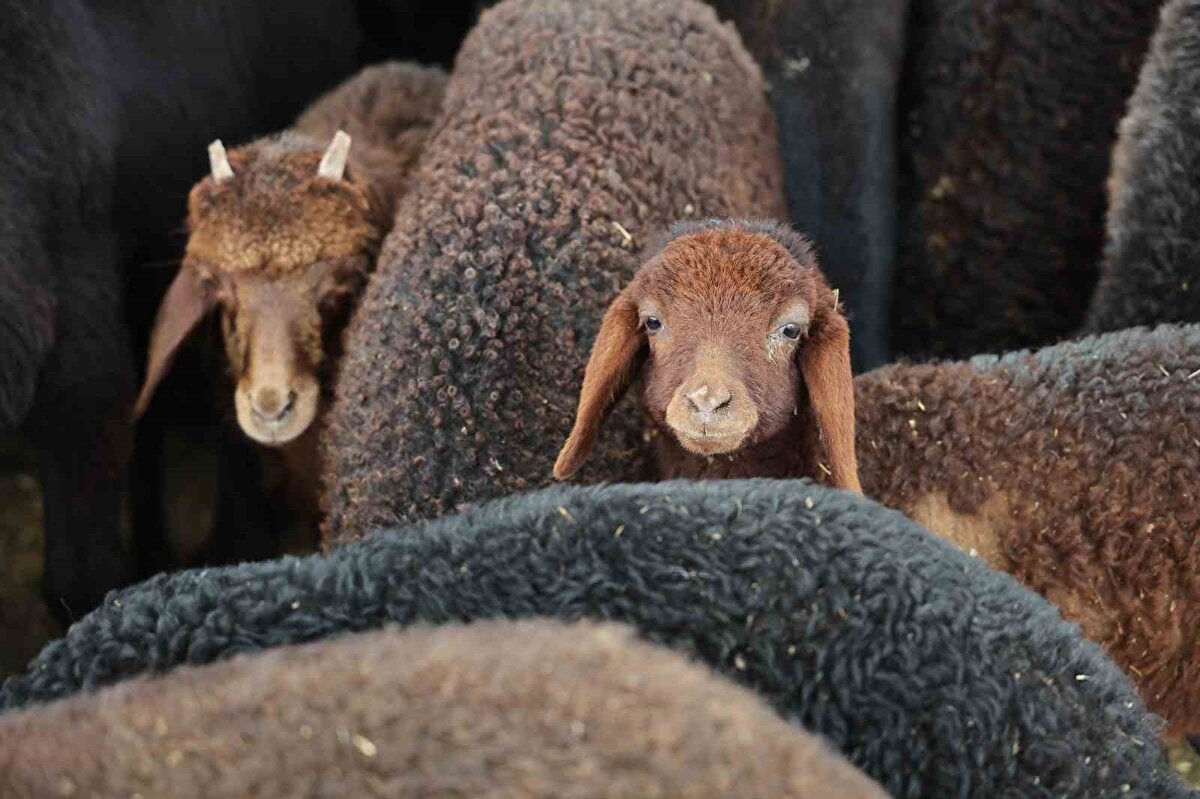 Telef olan hayvanların onlarca kuzusu ise annesiz kaldı. Hayatta kalan koyunlar ve kuzular karantinaya alınırken telef olanlar ise gömüldü.