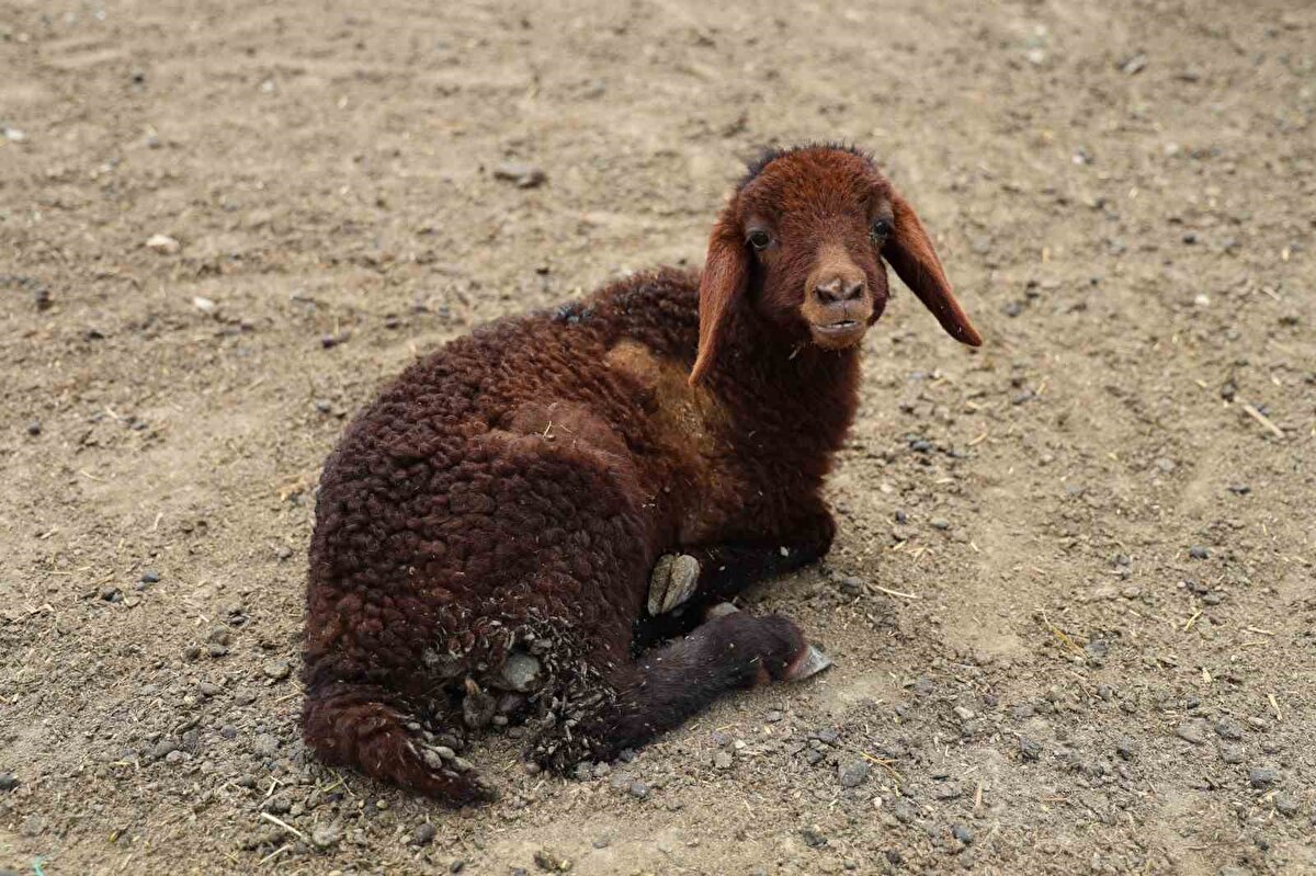 Şuanda çaresiziz. Hiçbir şekilde bu hayvanları kurtaramıyoruz. Yaklaşık 1,5 milyon lira civarında zararım var. Ölüm halen devam ediyor" ifadelerini kullandı.