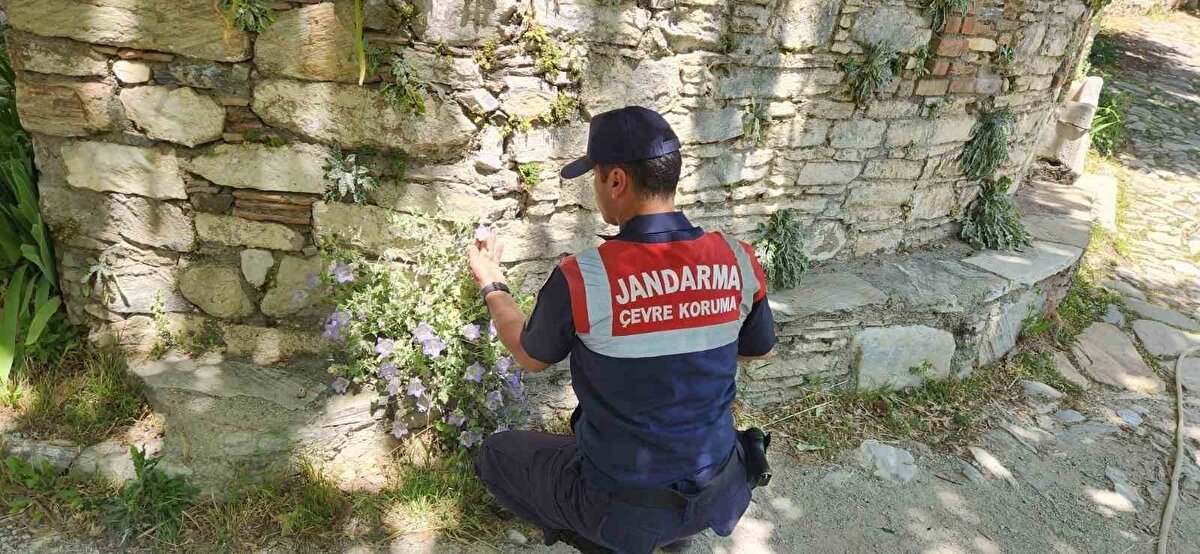 Bölgeyi ziyarete gelen vatandaşlara Tüylü Çan Çiçeği ve orman yangınlarına karşı dikkat edilmesi gereken hususlarla ilgili ‘Her Şey Elimizde’ mottosuyla bilgilendirme yapılarak ormanlık alanlarda dikkat edilmesi gereken kurallar broşürü dağıtılmıştır" ifadeleri yer aldı.