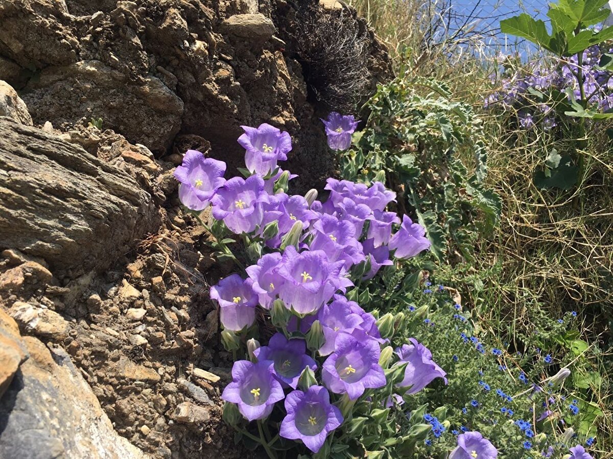 Dünyada sadece Aydın’ın Söke ve Kuşadası ilçelerinde yaşayan endemik bir bitki türü olan "Tüylü Çan Çiçeği" için harekete geçen jandarma ekipleri kontrollerine aralıksız devam ediyor. Bu çerçevede Aydın İl Jandarma Komutanlığı Çevre, Doğa ve Hayvanları Koruma Tim Komutanlığınca, sadece Kuşadası ilçesi Dilek Yarımadası ve Söke ilçesi Eski Doğanbey Mahallesi’nde yetişen ve nesli tehlike altında endemik türlerden Tüylü Çan Çiçeği bitkisinin yetiştiği bölgeleri kontrol etti.