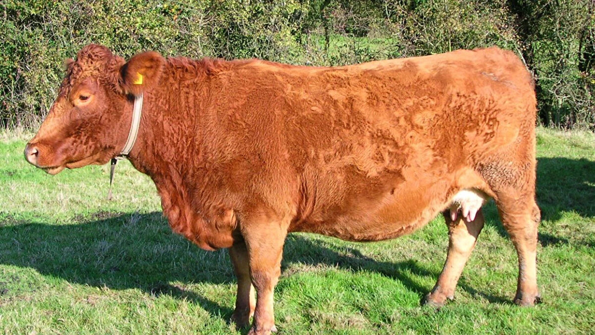 South Devon<br>Karkas randımanı: %62-67<br><br>İngiliz kökenli, yüksek büyüme oranı ve iri karkas üretir.<br><br>Et kalitesi ve yumuşaklığı yüksektir.