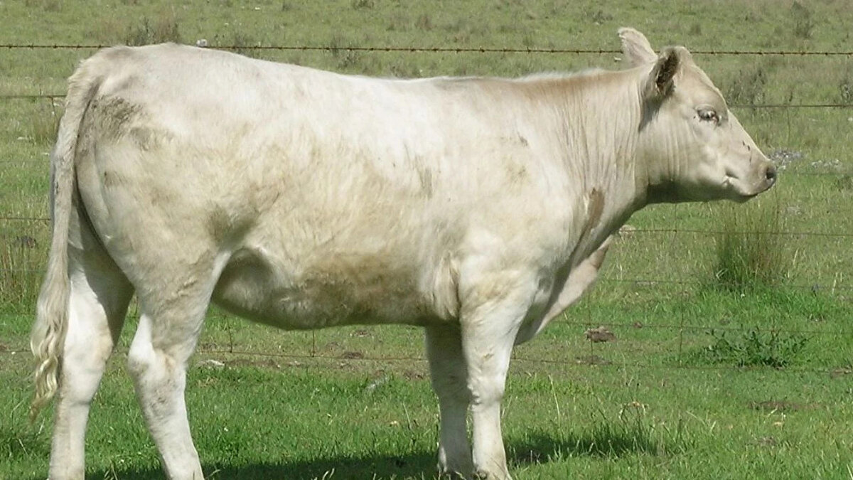 Murray Grey<br>Karkas randımanı: %60-65<br><br>Avustralya kökenli, et lezzeti ve mermerleşme oranı iyidir.<br><br>Orta büyüklükte, verimli ve sakin yapılıdır.