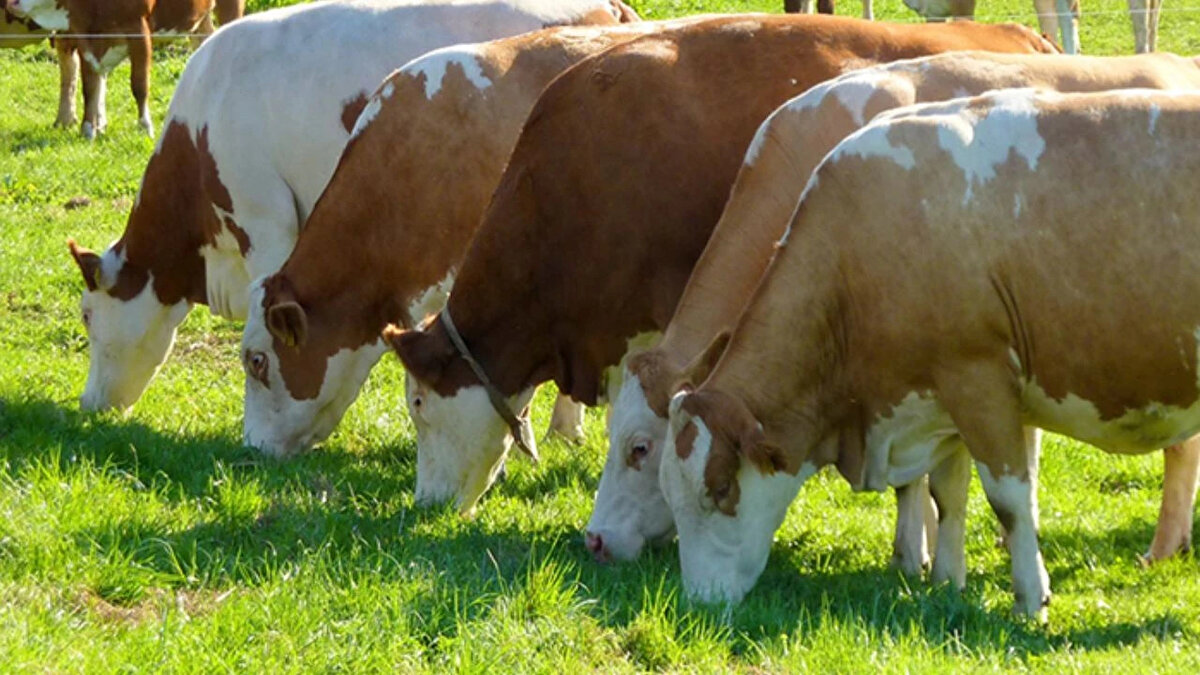 Kurbanlık hayvan seçerken kapak atması (2 yaşını geçmiş olması), temiz bakımlı olması, tırnaklarda sorun olmaması gibi özellikler aranır. Bunun yanında hayvanların et verimi de önemlidir. Genellikle kurban hayvanları besi sistemiyle büyütülen, melez hayvanlardır. Bu neden et kalitesi ve randımanı düşük olabilir. Siz de şimdi paylaşacağımız ırkları tercih ederek daha lezzetli ve karkas verimi yüksek hayvanları seçebilirsiniz.<br><br>