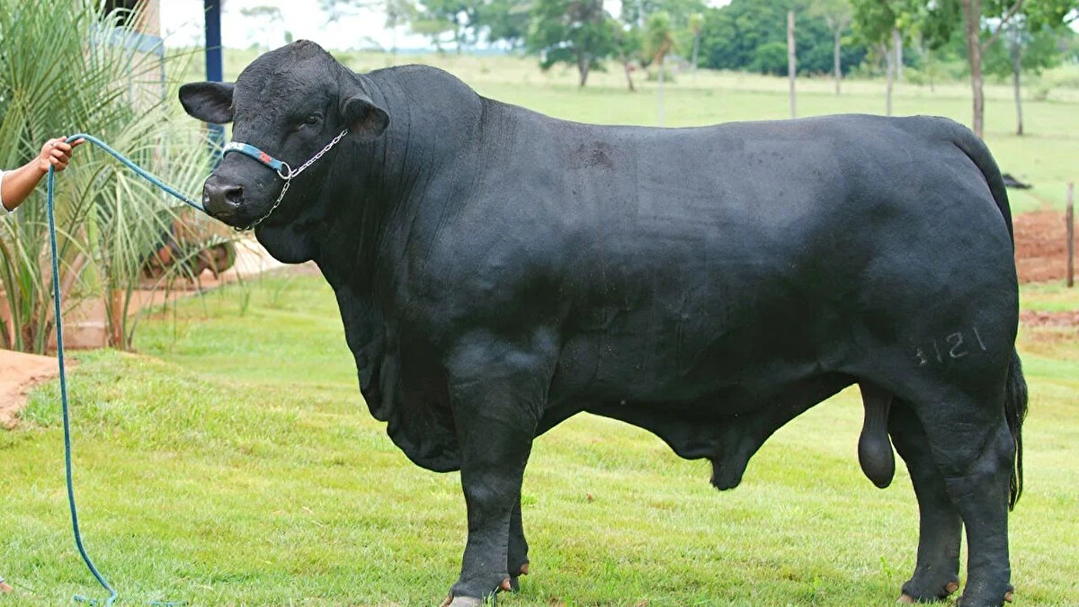 Brangus<br>Karkas randımanı: %60-65<br><br>Angus × Brahman melezi; mermerleşme Angus’tan, dayanıklılık Brahman’dan gelir.<br><br>Lezzetli ve kaliteli et sağlar.