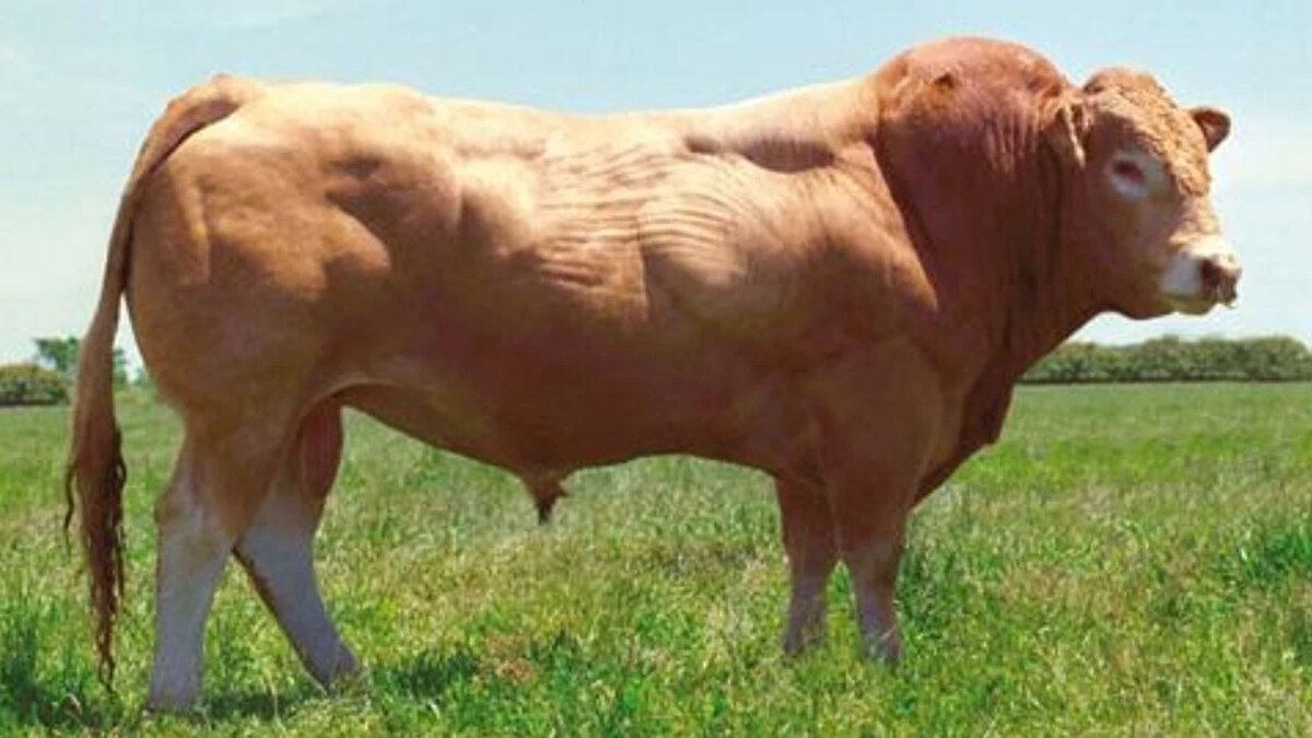 Blonde d'Aquitaine<br>Karkas randımanı: %63-68<br><br>Fransa menşeli, kas oranı yüksek ve verimli bir et ırkıdır.<br><br>Özellikle karkas ağırlığı yönünden tercih edilir.