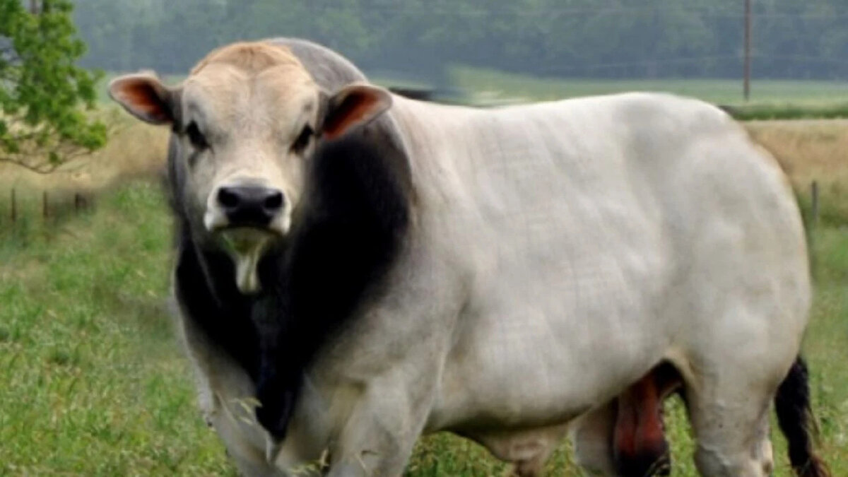 Romagnola<br>Karkas randımanı: %62-66<br><br>İtalya kökenli; güçlü kas yapısı, lezzetli ve ince lifli et üretir.<br><br>Uzun kemikli yapıya rağmen randımanı iyidir.