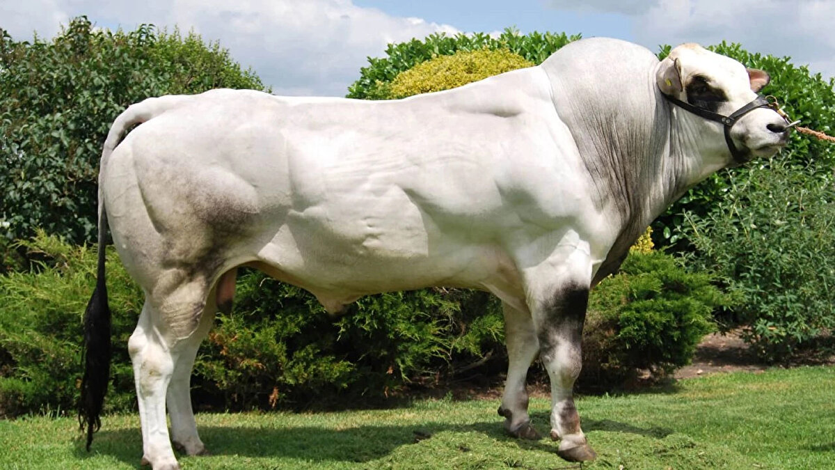 Piedmontese<br>Karkas randımanı: %65-70<br><br>İtalyan kökenli, düşük yağ oranı ve yüksek kas kütlesi sunar.<br><br>Et kalitesi premium seviyededir.