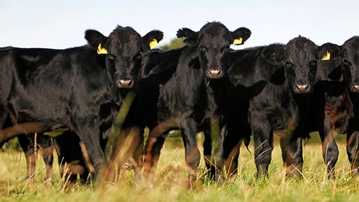 Angus (Aberdeen Angus)<br>Karkas randımanı: %60-65<br><br>Yağ mermerleşmesi yüksek, et lezzeti dünya çapında çok değerlidir.<br><br>Genellikle doğal besi sisteminde tercih edilir.