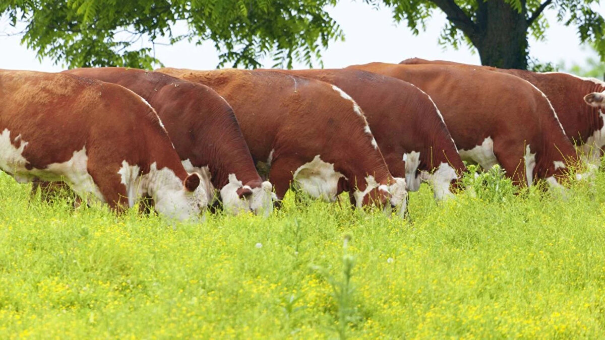 Simmental (Fleckvieh)<br>Karkas randımanı: %60-65<br><br>Hem süt hem et verimiyle bilinir ama et tipi olanları yüksek karkas sağlar.<br><br>Dengeli yapısı nedeniyle çok tercih edilir.