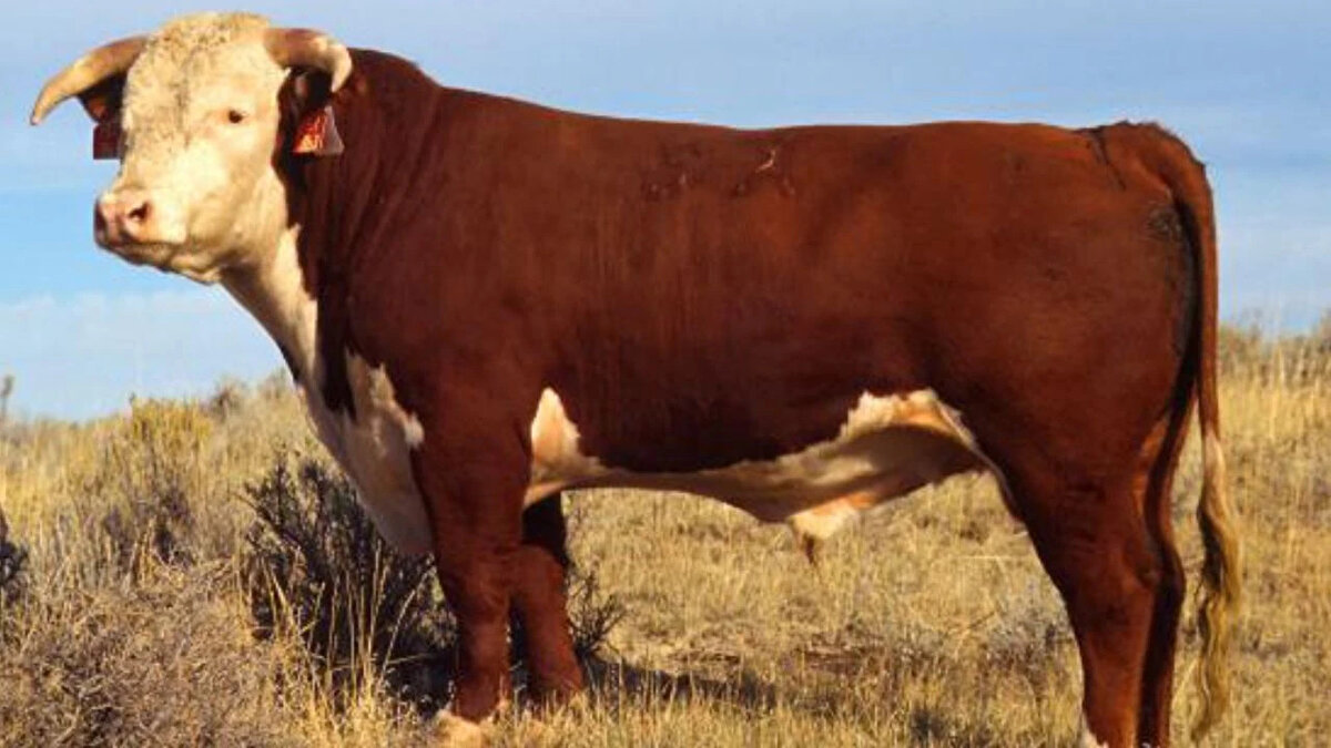 Hereford<br>Karkas randımanı: %58-63<br><br>Dayanıklı ve az masraflı besi özelliklerine sahiptir.<br><br>Sakin mizacıyla işletmelerde kolay yönetilir.