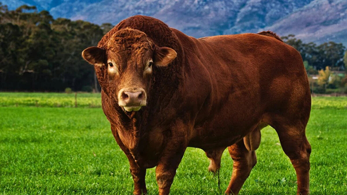 Limousin<br>Karkas randımanı: %63-68<br><br>Sıkı dokulu, az yağlı ve kaliteli et üretimi ile tanınır.<br><br>Az yemle yüksek verim verir.