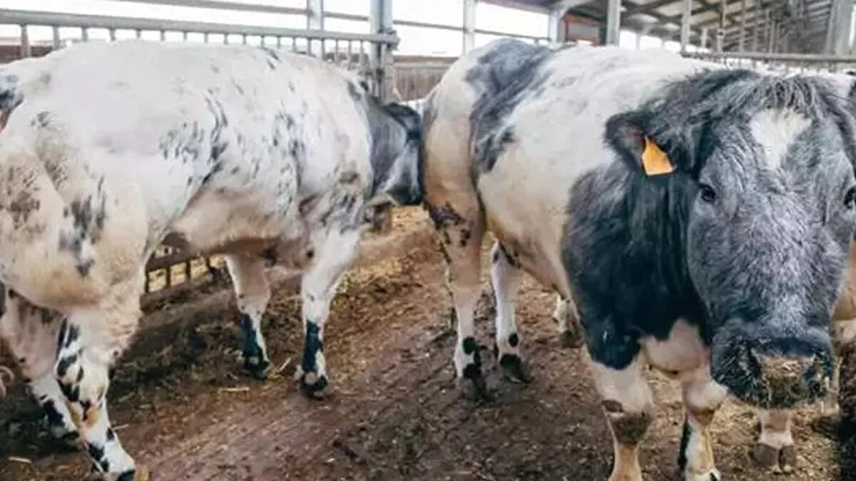 Belgian Blue (Belçika Mavisi)<br>Karkas randımanı: %70-80<br><br>Kas gelişimi çok yüksek, çift kaslı yapısı vardır.<br><br>Doğal mutasyon sonucu "miyostatin" baskılanmış kas kütlesi oluşur.