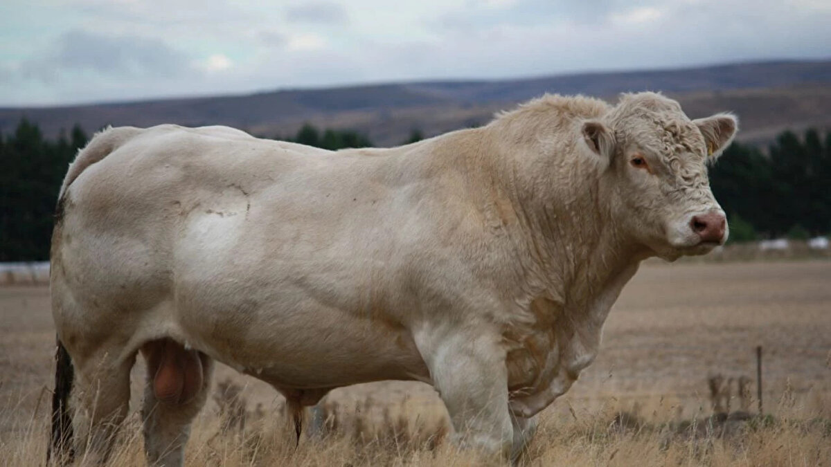 Charolais (Şarole)<br>Karkas randımanı: %65-70<br><br>Fransız menşeli, iri yapılı, hızlı büyür ve yüksek et verimine sahiptir.