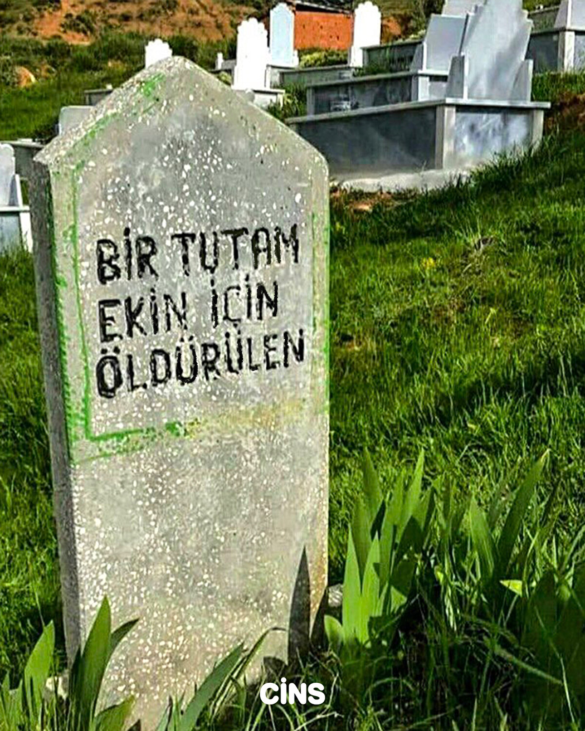 Bir tutam ekin için öldürülen 