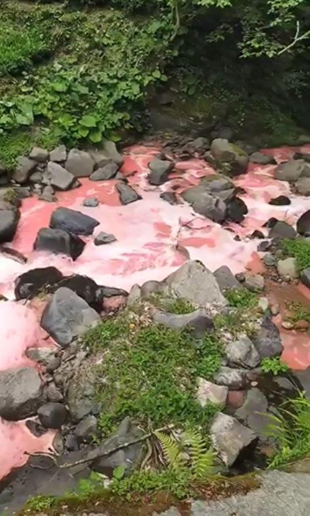 Güneysu ilçesi Ulucami Mahallesi kırsalında, dün öğle saatlerinde dere yatağından akan suyun rengi bilinmeyen nedenle kırmızıya dönüştü. Çevrede bulunan Mevlüt Ak, kırmızı renkte, yer yer köpük şeklini alan suyun aktığı dereyi cep telefonu kamerasıyla görüntüledi.