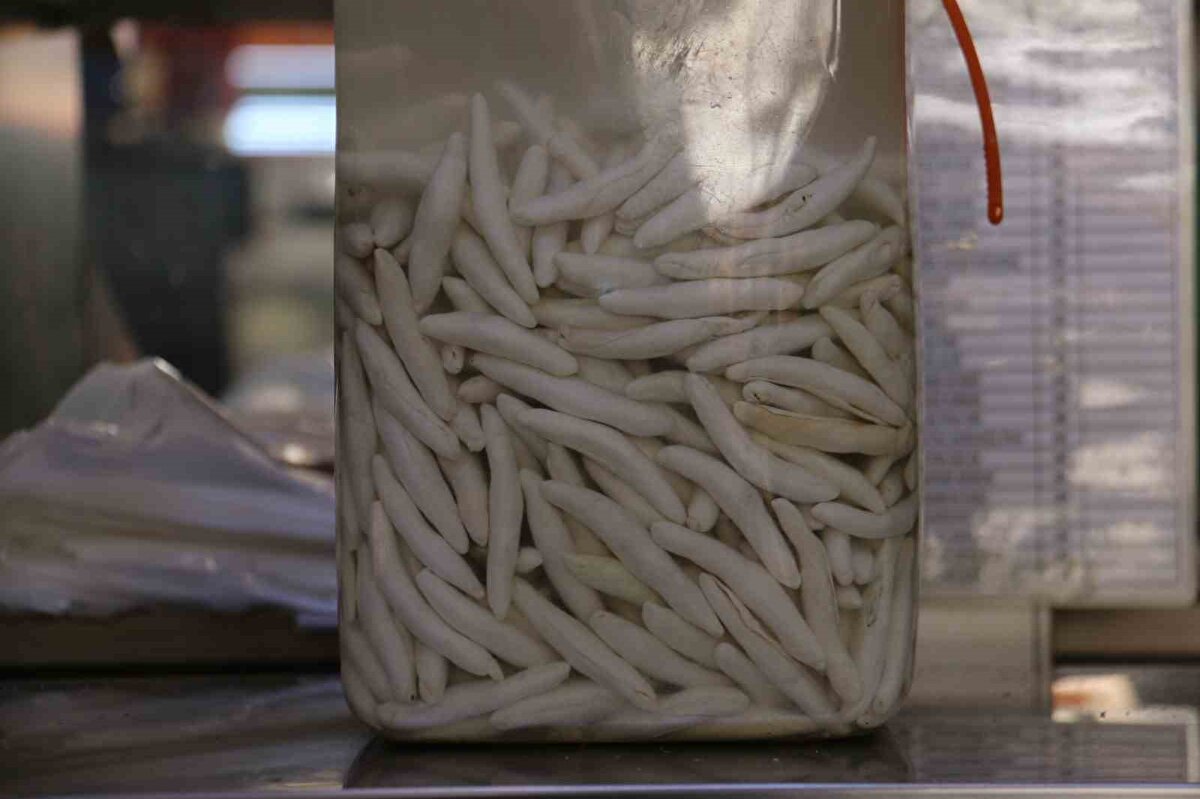 Toplanması güç olan bu ürünün kilogram fiyatı çeyrek altını geçerek yarım altınla yarışır seviyelere geldi. Doğal yöntemlerle çıkarılan kenger sakızının, diş sağlığını desteklediği, yüz felci geçiren bireylerde kas hareketlerini artırdığı, kulak intihabının atılmasında yardımcı olduğu, mide ağrılarını ve şişkinliği hafiflettiği, ayrıca migren üzerinde olumlu etkiler gösterdiği biliniyor.