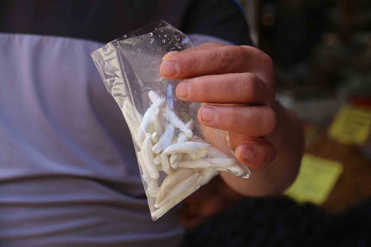 Kenger sakızı bu bitkinin kesildiğinde akan süt kıvamındaki özünden elde ediliyor. Bu öz biriktiriliyor ve bir gün sonra bu öz yuvarlanıp sakız kıvamına getirilerek bu halini alıyor. Kenger sakızı kulaklardaki intihabın atılmasına yardımcı olur, dişlere ve diş etlerine faydaları vardır.