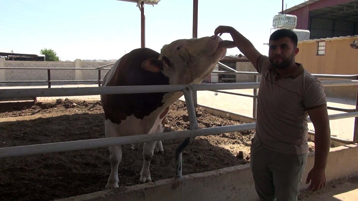 Hatay'da Kurban Bayramı hazırlıkları sürerken, besiciler de kurbanlıklarını sergilemeye başladı.